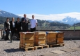 Bienenzuwachs Hilton Innsbruck © (Hilton Innsbruck)