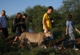 Volunteer SA - Living with Cheetahs © (Volunteer SA)