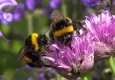 ORF UNIVERSUM Dokumentation „Hummeln – Bienen im Pelz“ beim Jackson Hole Wildlife Film Festival ausgezeichnet © ORF
