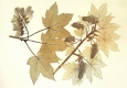 Constantin von Ettingshausen, Naturselbstdruck eines Bergahornzweigs, 1856 © Anna Artaker