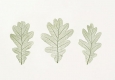 Anna Artaker, Familie der Buchengewächse (Fagaceae), Quercus robur (Stiel-Eiche) Naturselbstdruck, 2017, Foto: Ulrich Dertschei © Anna Artaker