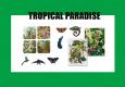 Tropical Paradise © Auf der Seil/diverse