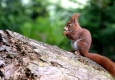 ORF-Enterprise_Eichhoernchen © ORF