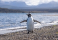 Waddling Penguin © unsplash.com/Sander Crombach