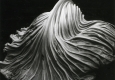 Edward Weston, Cabbage Leaf, 1931 © Center for Creative Photography, Arizona/Foto: Hubert Auer
