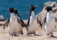 Watschelnde Pinguine © unsplash.com/Paul Carroll