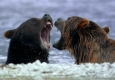 ORF Universum: Russlands wildes Meer © Interspot Film/Franz Hafner