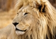 Universum - Lionsrock © (ORF Rilk Film Andreas Laschober)