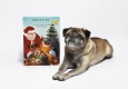 DOG'S LOVE präsentiert den Adventskalender für Hunde © DOG'S LOVE