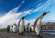 Penguins in Antarctica © unsplash.com/Ian Parker