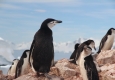 Penguins © unsplash.com/Eamonn Maguire