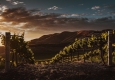 Vinyard © unsplash.com/Tim Mossholder