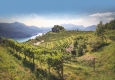 Weinbaugebiet Tessin © Falstaff