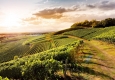 Weingut Salwey: Kirchberg © Weingut Salwey