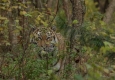 ORF Universum: Der Sibirische Tiger - Seele der russischen Wildnis © Interspot Film/Franz Hafner
