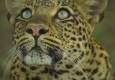 Olimba – Königin der Leoparden © Into Nature/Will Steenkamp