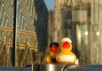 Hilton Ducks at DO&CO Haas Haus © Alexander Khaelss-Khaelssberg