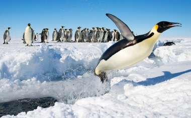 Jumping Penguin © flickr.com/Christopher Michel