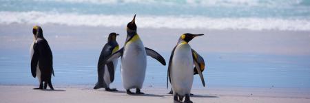 Penguins on the Beach © unsplash.com/Derek Braithwaite