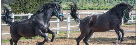 Pferde von FIAKER PAUL auf der Koppel in Arbesthal © FIAKER PAUL