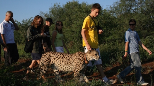 Volunteer SA - Living with Cheetahs © (Volunteer SA)