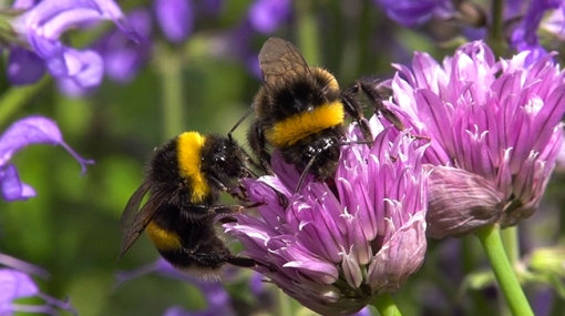 ORF UNIVERSUM Dokumentation „Hummeln – Bienen im Pelz“ beim Jackson Hole Wildlife Film Festival ausgezeichnet © ORF