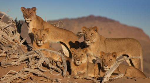 ORF UNIVERSUM „Wüstenkönige – Löwen der Namib“ © ORF