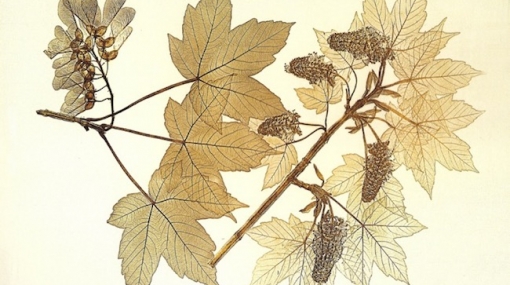 Constantin von Ettingshausen, Naturselbstdruck eines Bergahornzweigs, 1856 © Anna Artaker