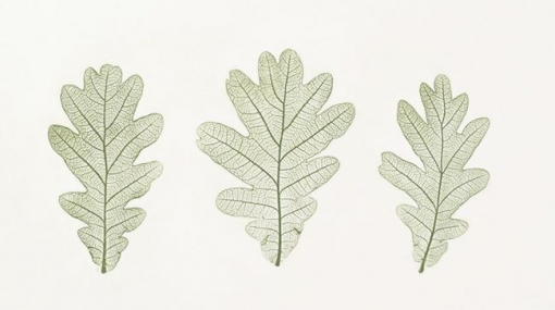 Anna Artaker, Familie der Buchengewächse (Fagaceae), Quercus robur (Stiel-Eiche) Naturselbstdruck, 2017, Foto: Ulrich Dertschei © Anna Artaker