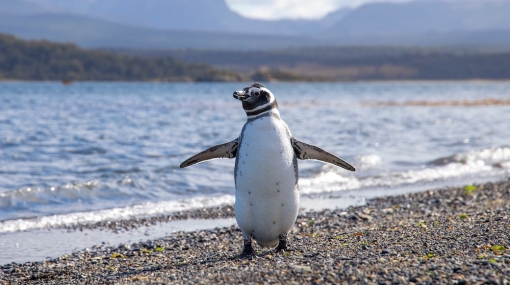 Waddling Penguin © unsplash.com/Sander Crombach