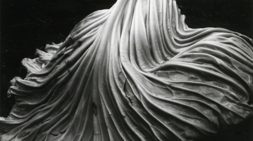 Edward Weston, Cabbage Leaf, 1931 © Center for Creative Photography, Arizona/Foto: Hubert Auer