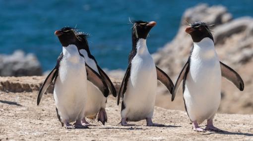 Watschelnde Pinguine © unsplash.com/Paul Carroll