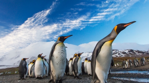 Penguins in Antarctica © unsplash.com/Ian Parker