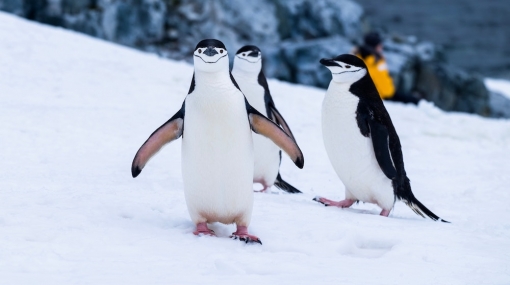 Smiling Penguins © unsplash.com/Derek Oyen