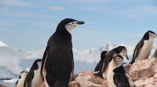 Penguins © unsplash.com/Eamonn Maguire