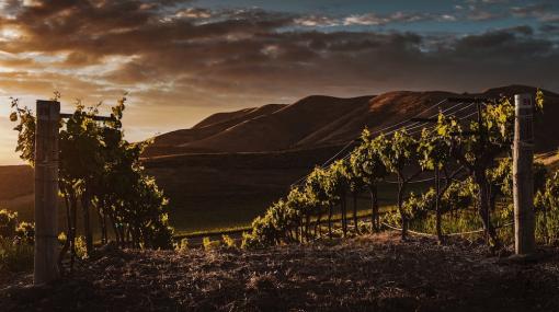 Vinyard © unsplash.com/Tim Mossholder