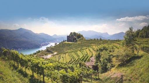Weinbaugebiet Tessin © Falstaff