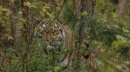 ORF Universum: Der Sibirische Tiger - Seele der russischen Wildnis © Interspot Film/Franz Hafner