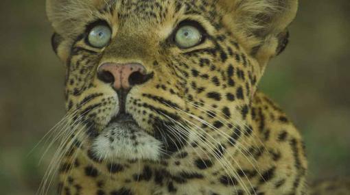 Olimba – Königin der Leoparden © Into Nature/Will Steenkamp