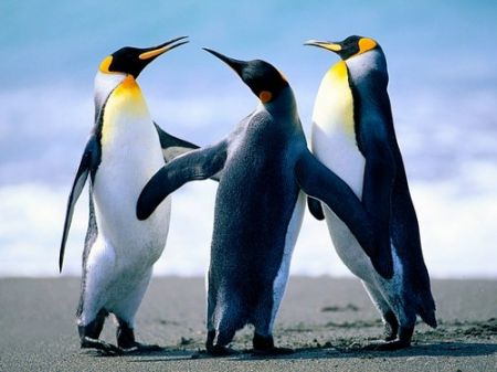 Penguins 2015 © bilderfrau.de