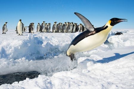 Jumping Penguin © flickr.com/Christopher Michel