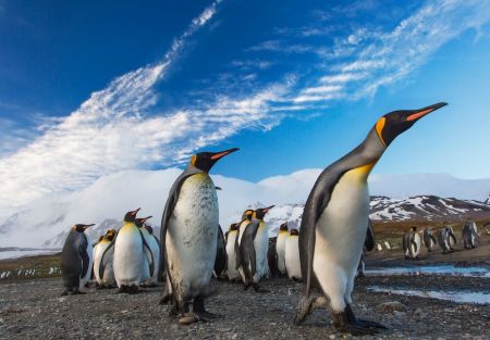 Penguins in Antarctica © unsplash.com/Ian Parker