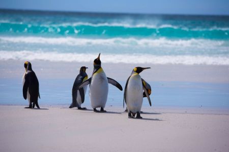 Penguins on the Beach © unsplash.com/Derek Braithwaite