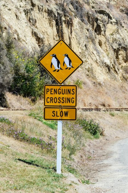 Penguins Crossing © unsplash.comAleza van der Werff