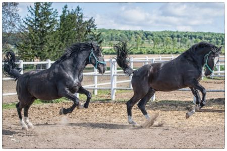 Pferde von FIAKER PAUL auf der Koppel in Arbesthal © FIAKER PAUL